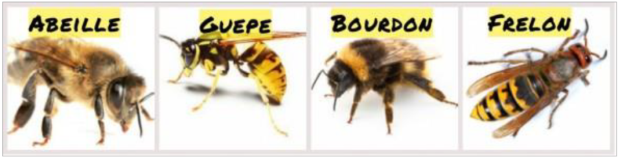 Guepe Abeille Frelon Bourdon